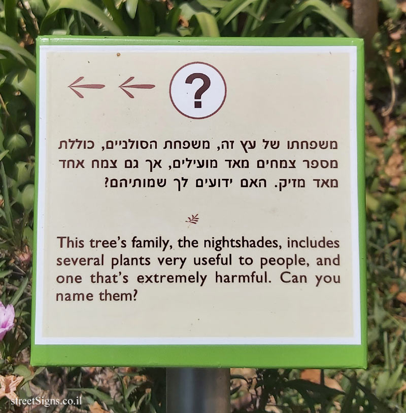 The Hebrew University of Jerusalem - Discovery Tree Walk - Angel’s Trumpet  - The third face