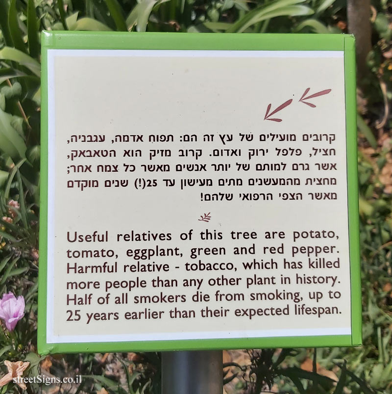 The Hebrew University of Jerusalem - Discovery Tree Walk - Angel’s Trumpet  - The fourth face