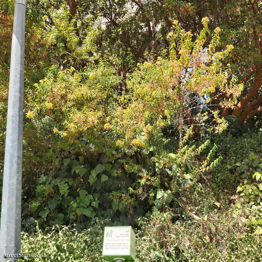 The Hebrew University of Jerusalem - Discovery Tree Walk - Eastern Strawberry Tree - Safra Campus