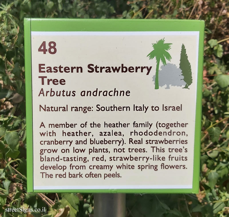The Hebrew University of Jerusalem - Discovery Tree Walk - Eastern Strawberry Tree  - The second face