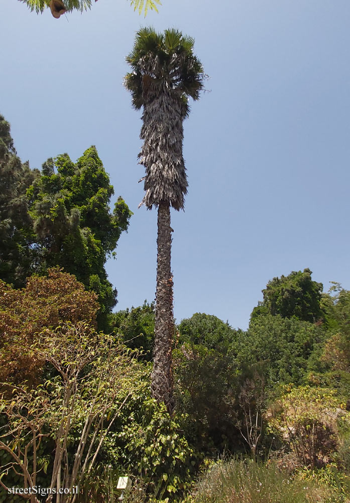 The Hebrew University of Jerusalem - Discovery Tree Walk - Southern Washingtonia - Safra Campus