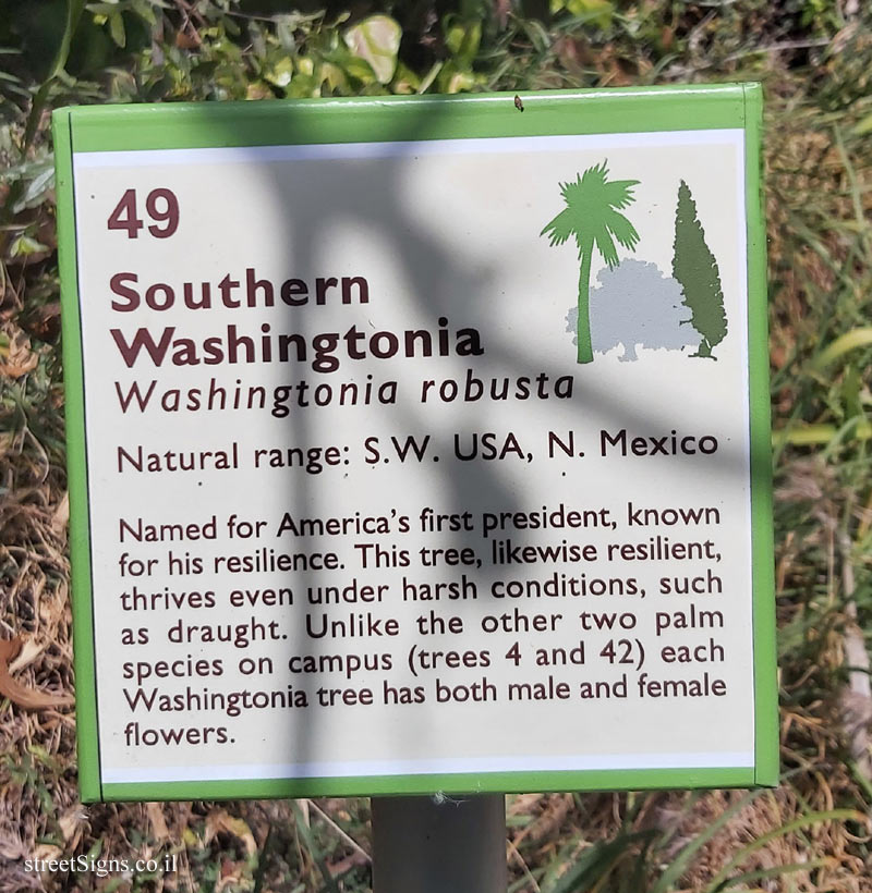 The Hebrew University of Jerusalem - Discovery Tree Walk - Southern Washingtonia  - The second face