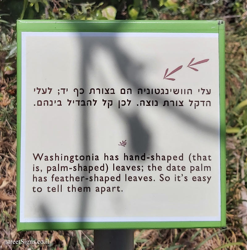 The Hebrew University of Jerusalem - Discovery Tree Walk - Southern Washingtonia  - The fourth face