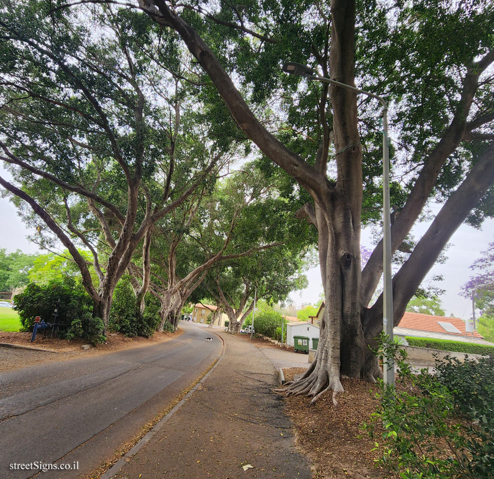Givat Brenner - Ficus Avenue - HaPikusim Blvd, Givat Brenner, Israel