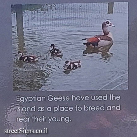 London - Hampstead Heath - Egyptian Geese