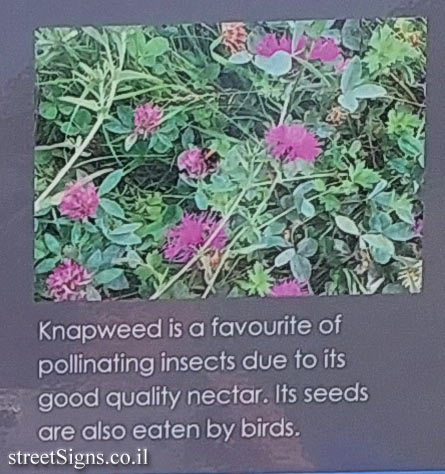 London - Hampstead Heath - Knapweed