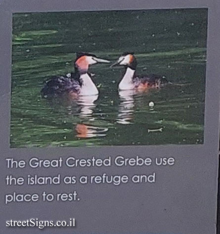 London - Hampstead Heath - The Great Crested Grebe