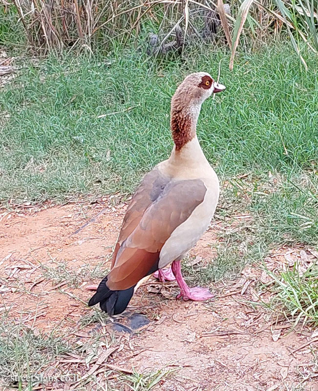 Egyptian goose - Hayarkon Park, Tel Aviv