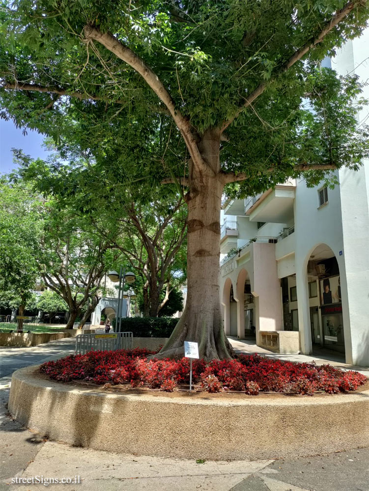 Kfar Saba - The Tree Path - Ceiba pentandra (Kapok) - Jerusalem St 50, Kefar Sava, Israel