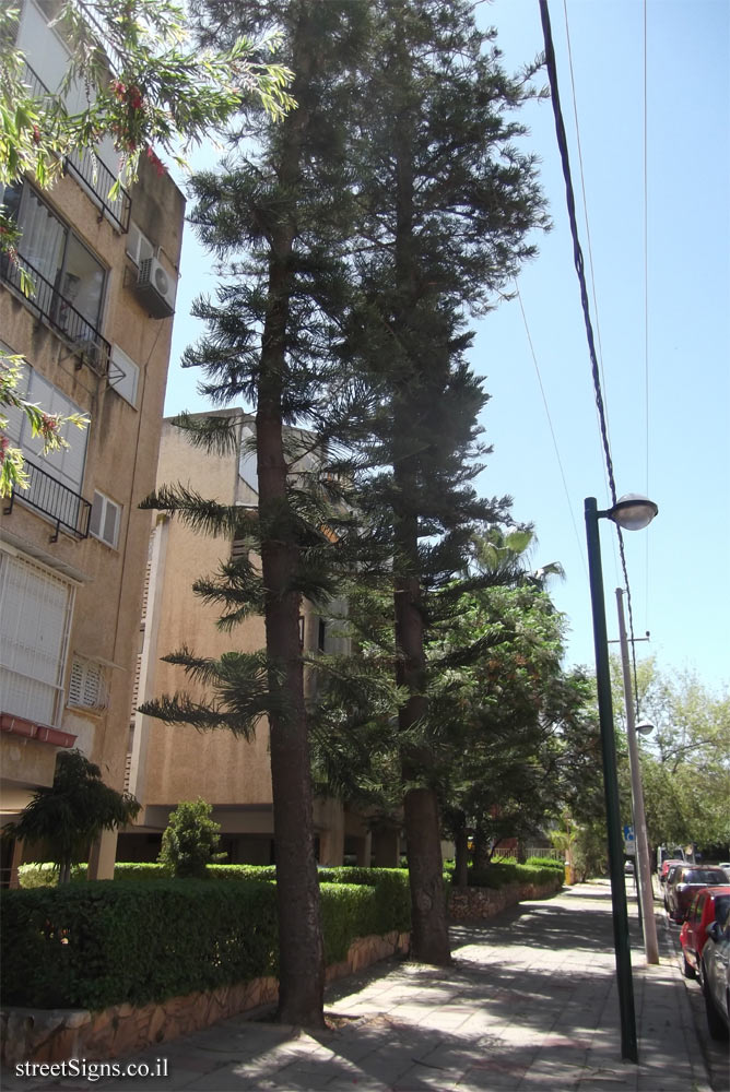 Kfar Saba - The Tree Path - Norfolk Island pine - Ha-Emek St 10, Kefar Sava, Israel