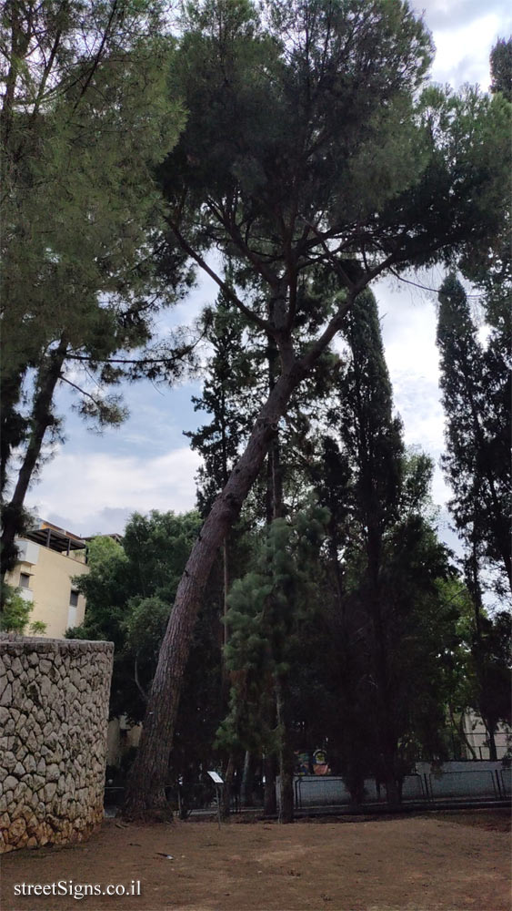 Kfar Saba - The Tree Path - Umbrella Pine - HaGvurot St 15, Kefar Sava, Israel