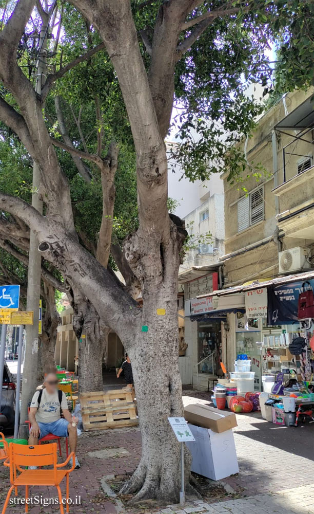 Kfar Saba - The Tree Path - Malayan banyan - Rothschild St 49, Kefar Sava, Israel