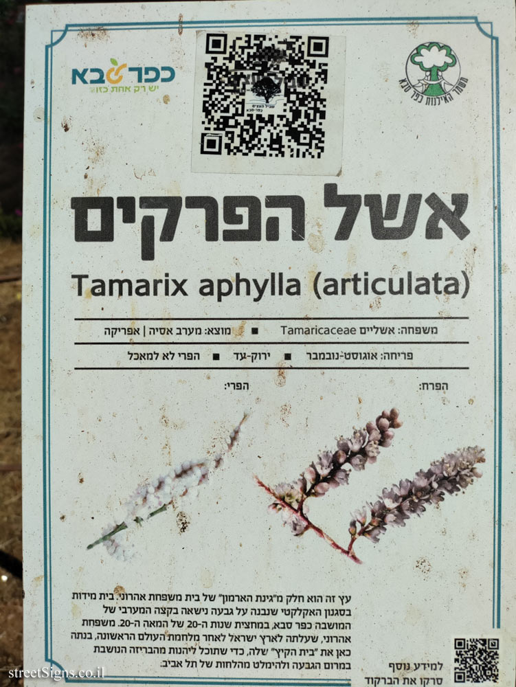 Kfar Saba - The Tree Path - Tamarix aphylla - Jerusalem St 27, Kefar Sava, Israel