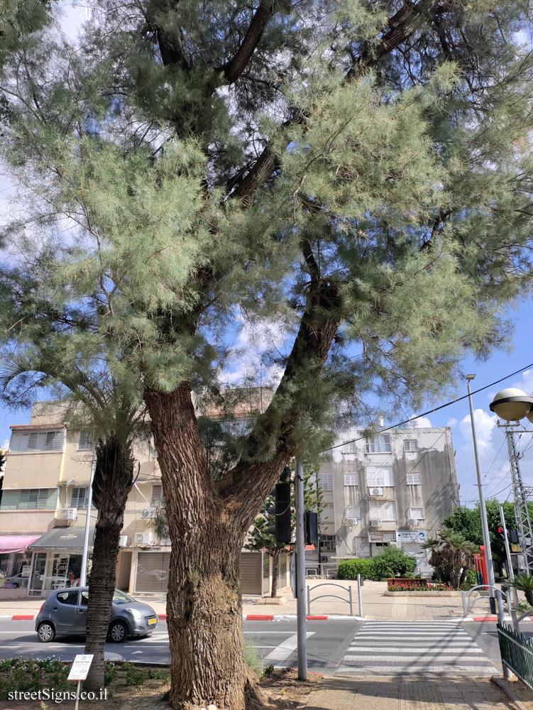 Kfar Saba - The Tree Path - Tamarix aphylla - Jerusalem St 27, Kefar Sava, Israel