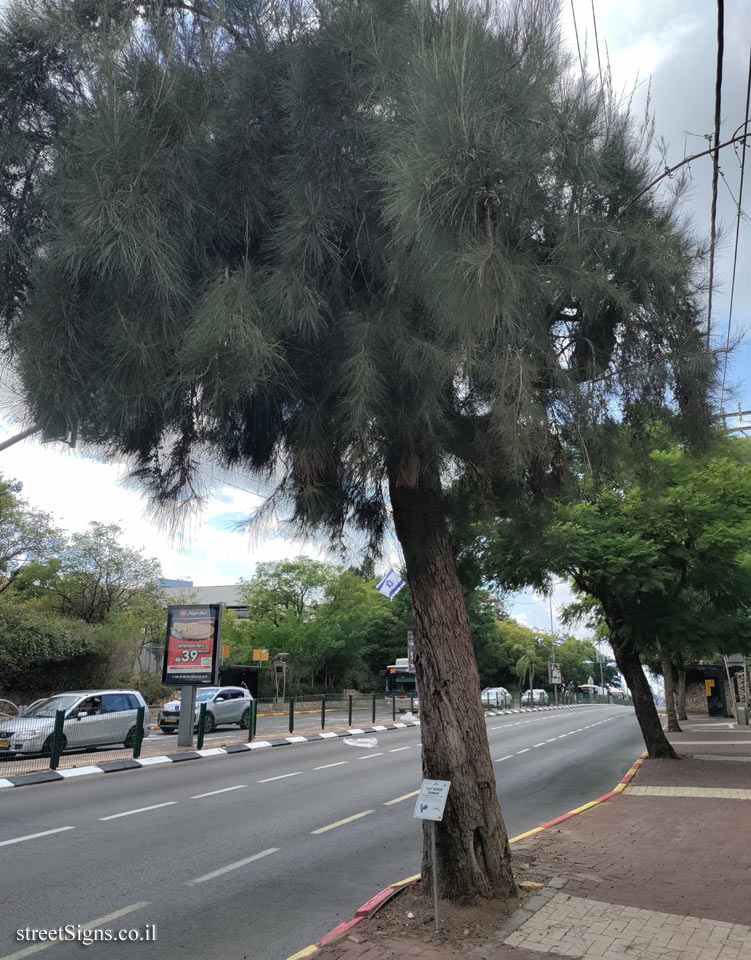 Kfar Saba - The Tree Path - Drooping Sheoak - Weizmann St 13, Kefar Sava, Israel