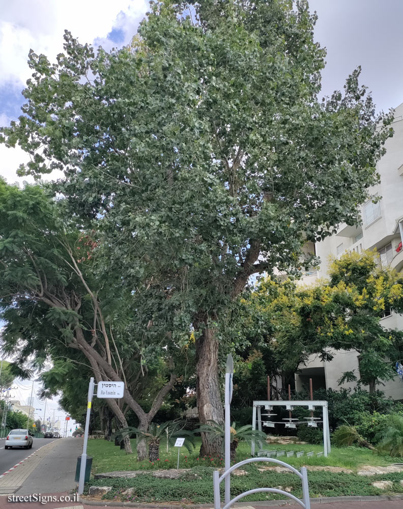 Kfar Saba - The Tree Path - Black Poplar - HaYasmin St 1, Kefar Sava, Israel