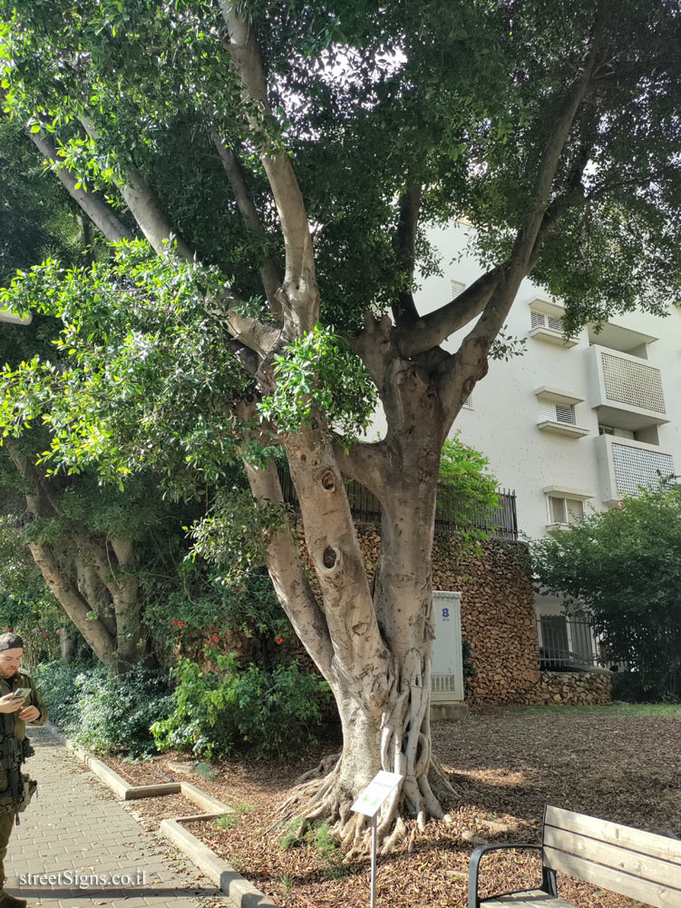 Kfar Saba - The Tree Path - Malayan banyan - Sderot Sheshet Hamim 8, Kefar Sava, Israel