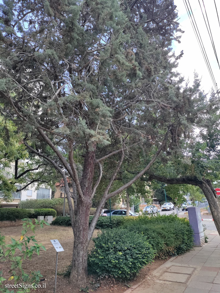 Kfar Saba - The Tree Path - Arizona smooth bark cypress - Moshe Sharet St 16, Kefar Sava, Israel