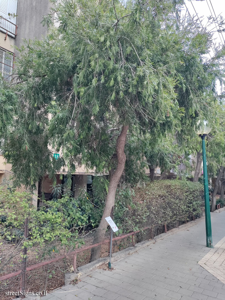 Kfar Saba - The Tree Path - Weeping bottlebrush - HaBanim St 18, Kefar Sava, Israel