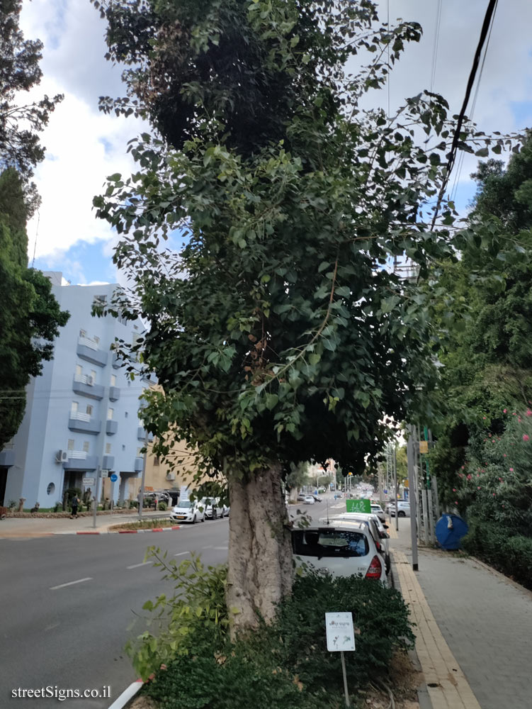 Kfar Saba - The Tree Path - Sacred fig - Tel-Hay St 25, Kefar Sava, Israel