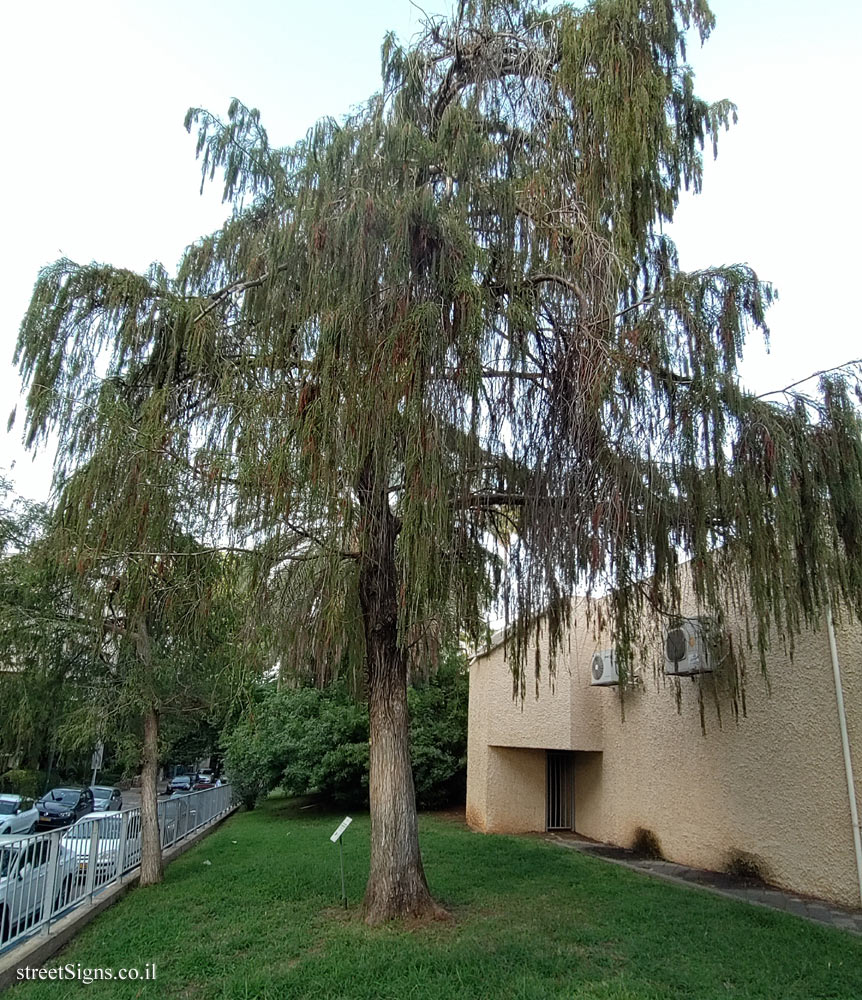 Kfar Saba - The Tree Path - Swamp cypress - Moshe Sharet St 6, Kefar Sava, Israel