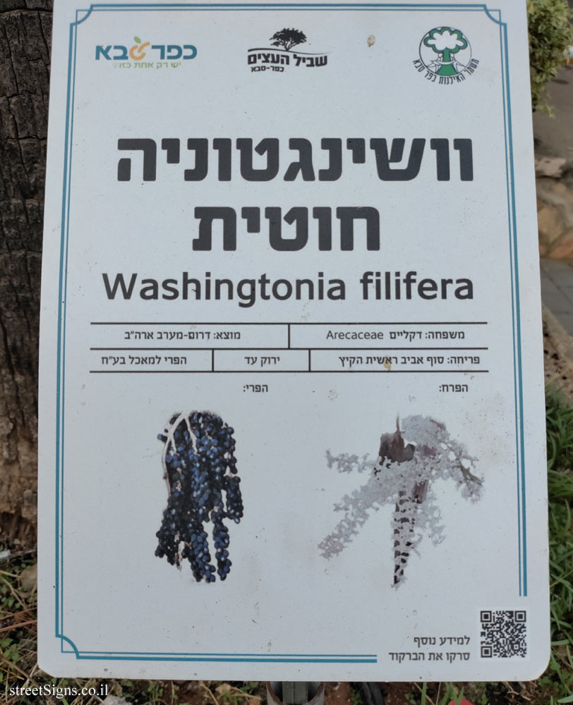 Kfar Saba - The Tree Path - Washingtonia Filifera - Ben Gurion St 45, Kefar Sava, Israel