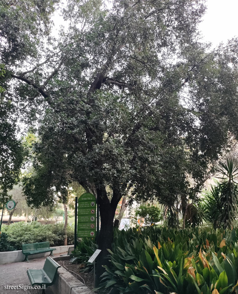 Kfar Saba - The Tree Path - Palestine Oak - Hertsel St 26, Kefar Sava, Israel