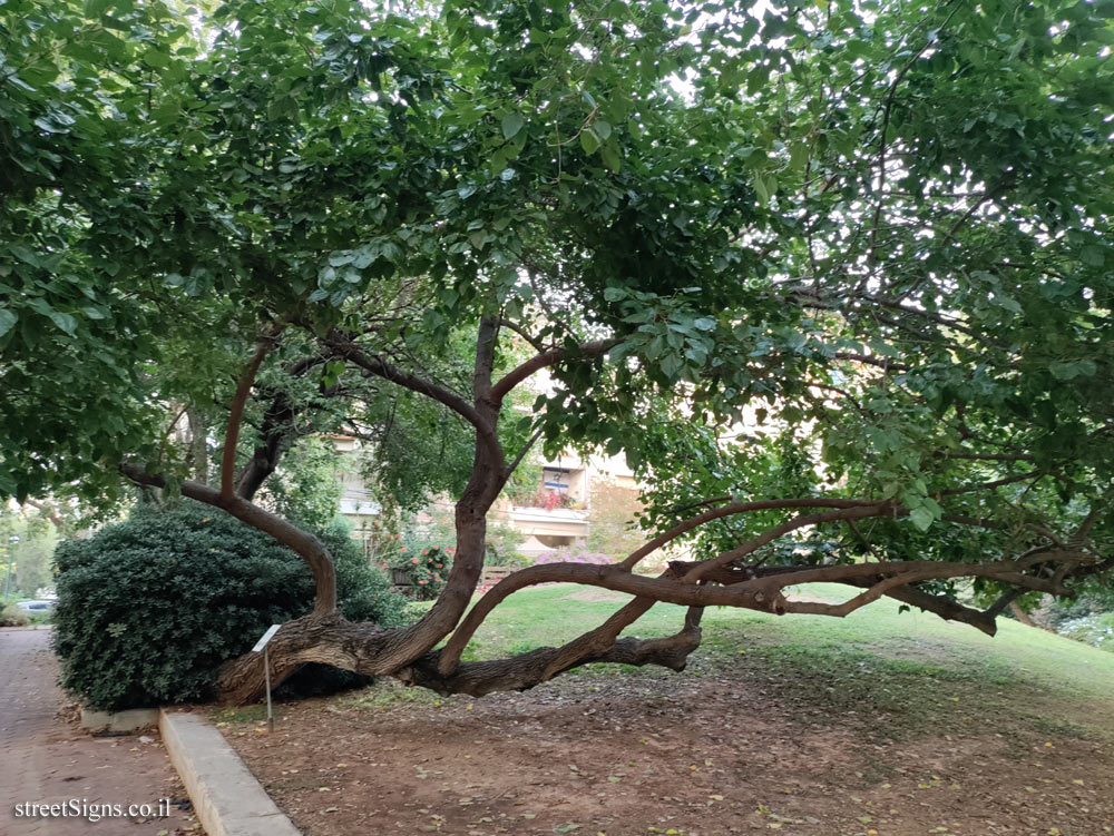 Kfar Saba - The Tree Path - Black mulberry - Hertsel St 26, Kefar Sava, Israel