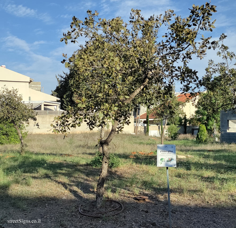 Kfar Saba - The Tree Path - Aleppo oak - Hagai St 22, Kefar Sava, Israel