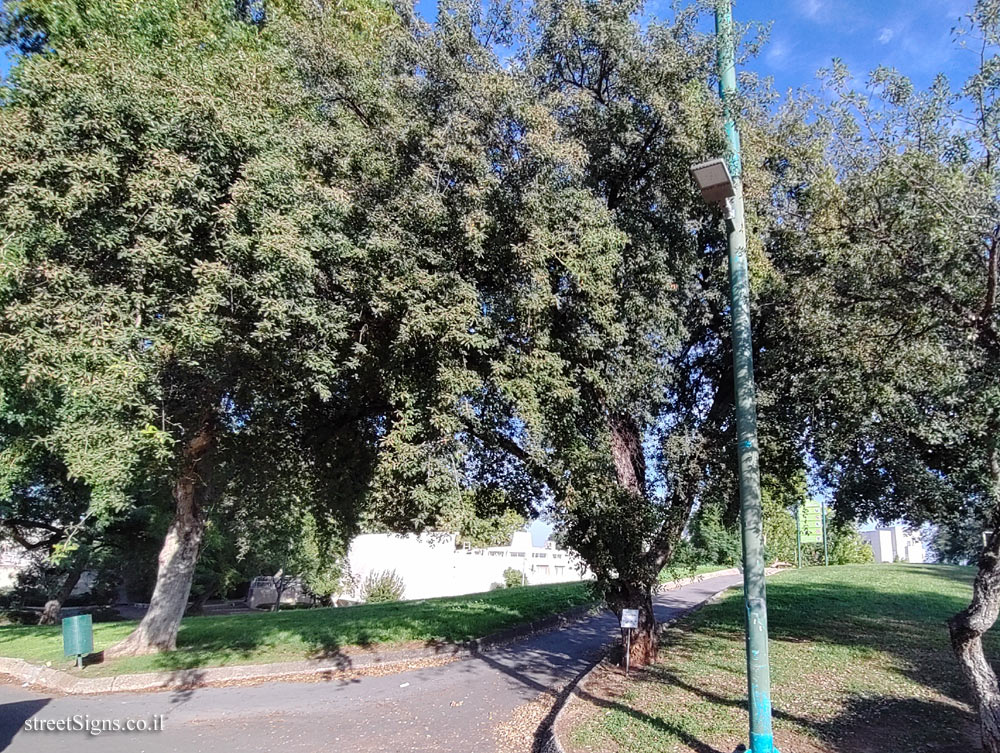 Kfar Saba - The Tree Path - Cork oak - Beit HaBad St 21, Kefar Sava, Israel
