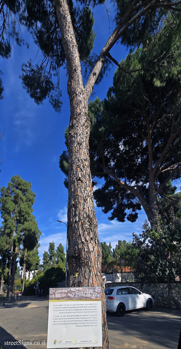 Petah Tikva - Aleppo Pine trees - Haim Arlozorov St 33, Petah Tikva, Israel