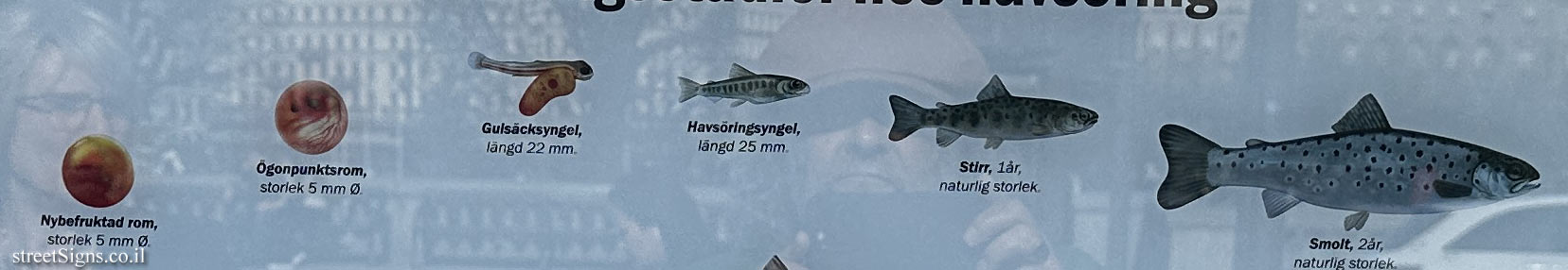 Stages of development of a sea trout