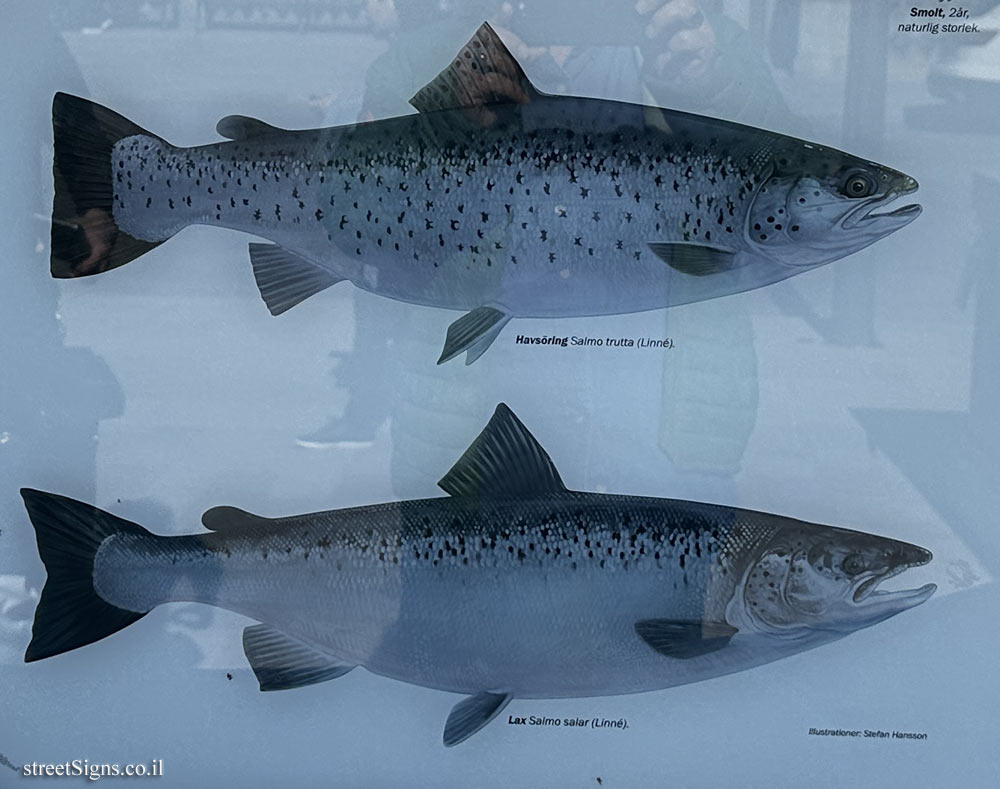 Trout and salmon below