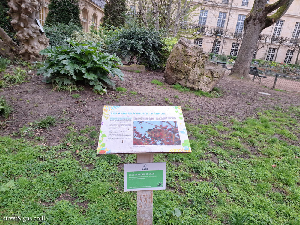 Paris - Trees with Fleshy Fruits - 14 Rue Payenne, 75003 Paris, France