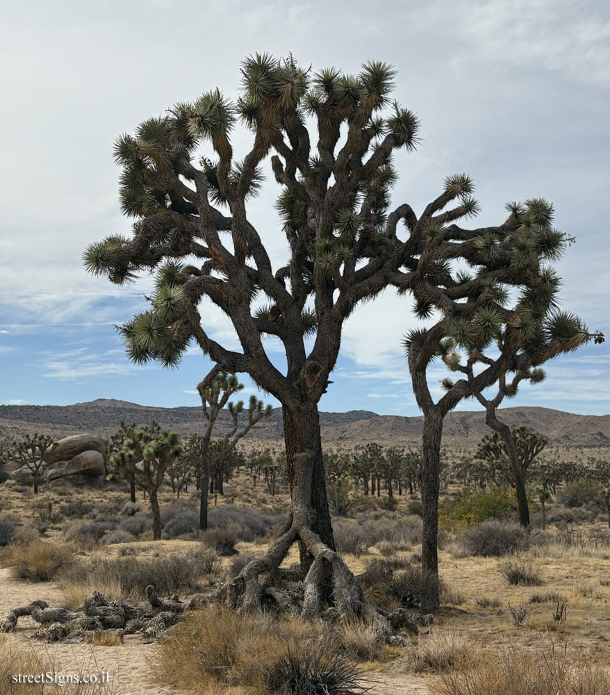 Joshua Tree National Park - 74485 National Park Dr, Joshua Tree, CA 92252, USA