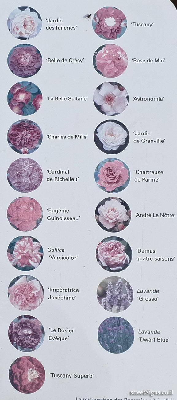 Paris - The Tuileries North Rose Gardens - Types of roses found in the garden