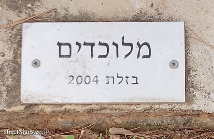 סביון - "מלוכדים" פסל של מרק מלר