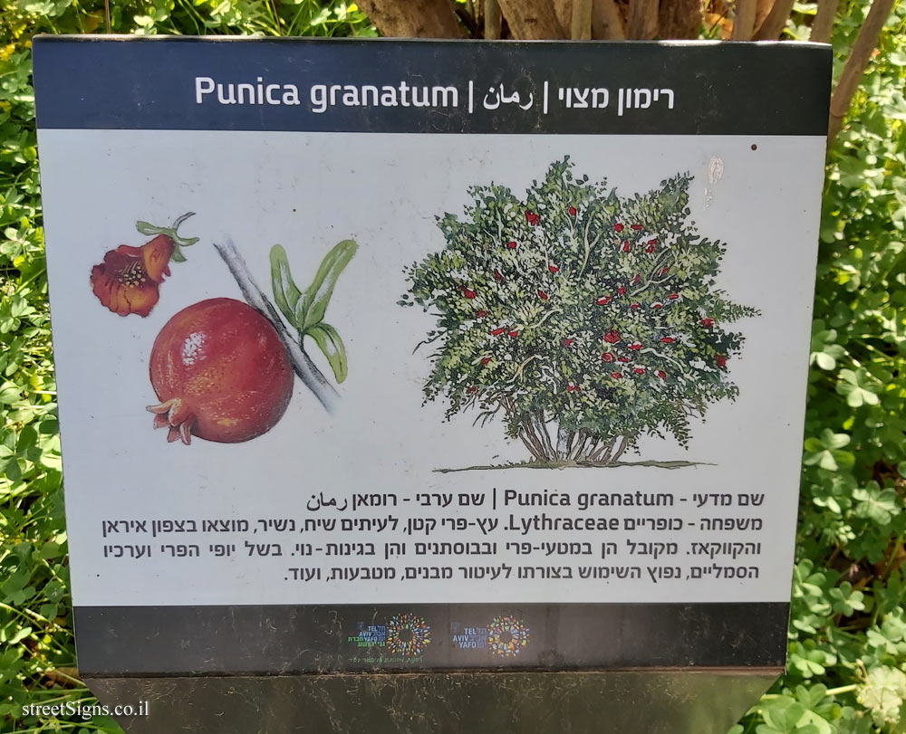 Tel Aviv - Ecological Botanical Garden - Pomegranate