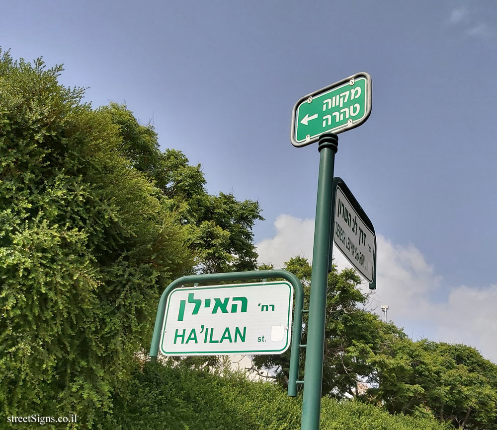 Tzoran- The junction of the Ilan Streets and Derech Lev Hasharon and also the way to the Mikveh