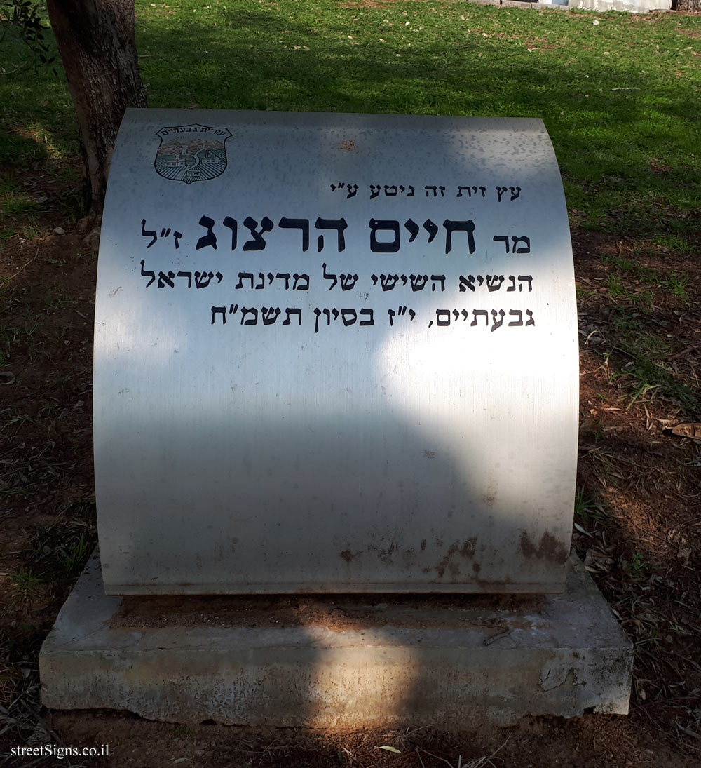 Givatayim - an olive tree planted by Haim Herzog