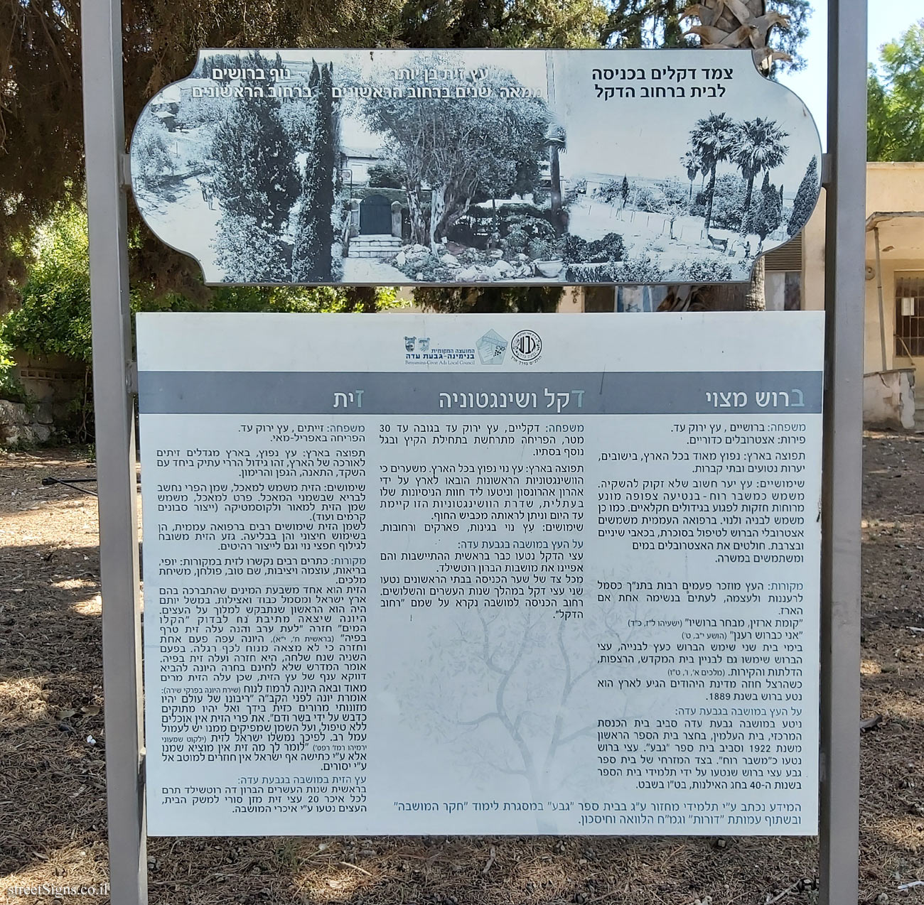 גבעת עדה - עצים ברחוב הדקל ורחוב הראשונים