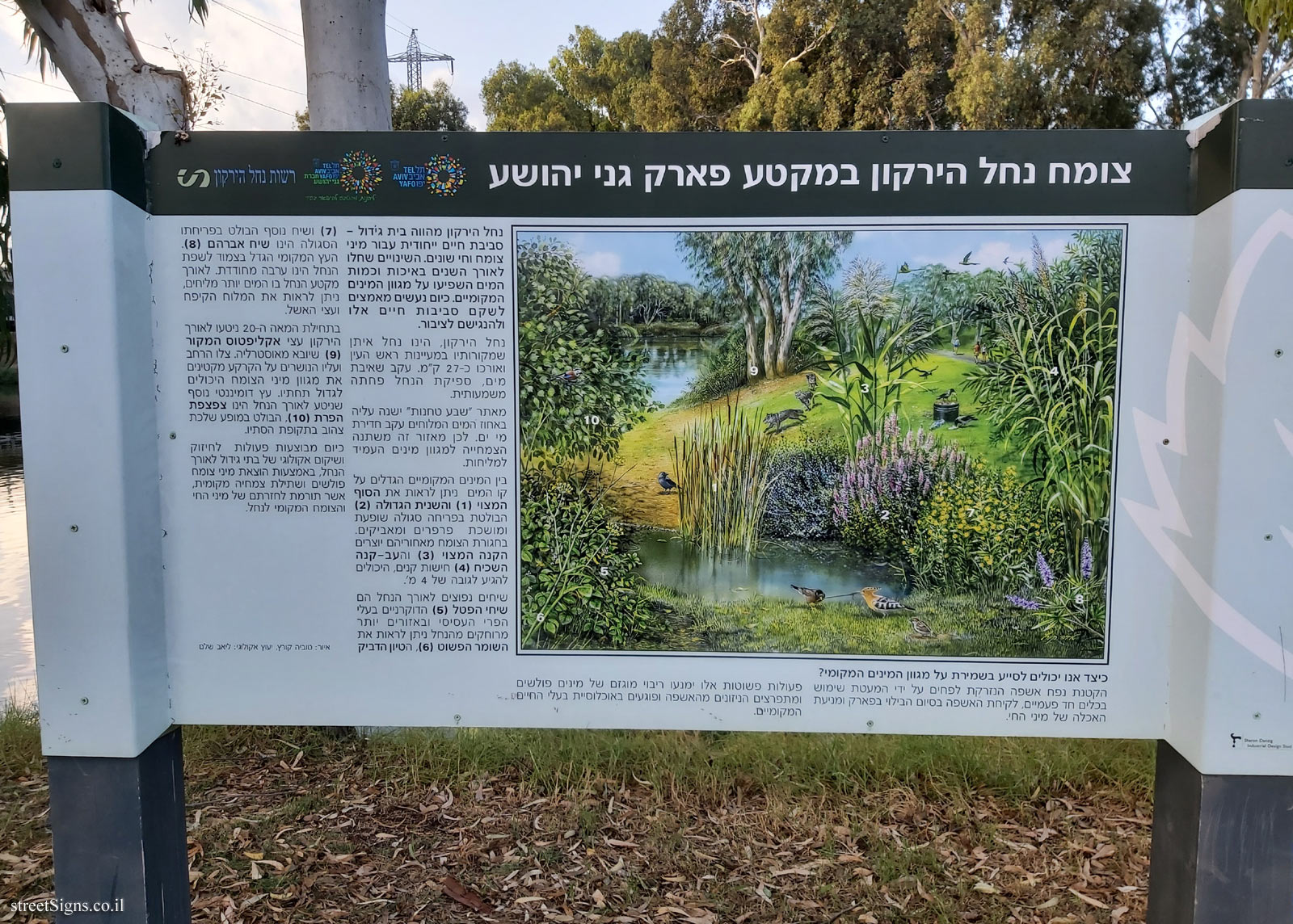 Tel Aviv - Hayarkon Park - Vegetation of the Yarkon River in the Ganei Yehoshua Park section
