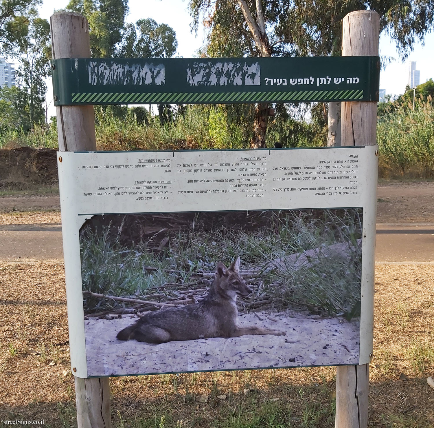 Tel Aviv - Hayarkon Park - What does the jackal have to look for in the city?