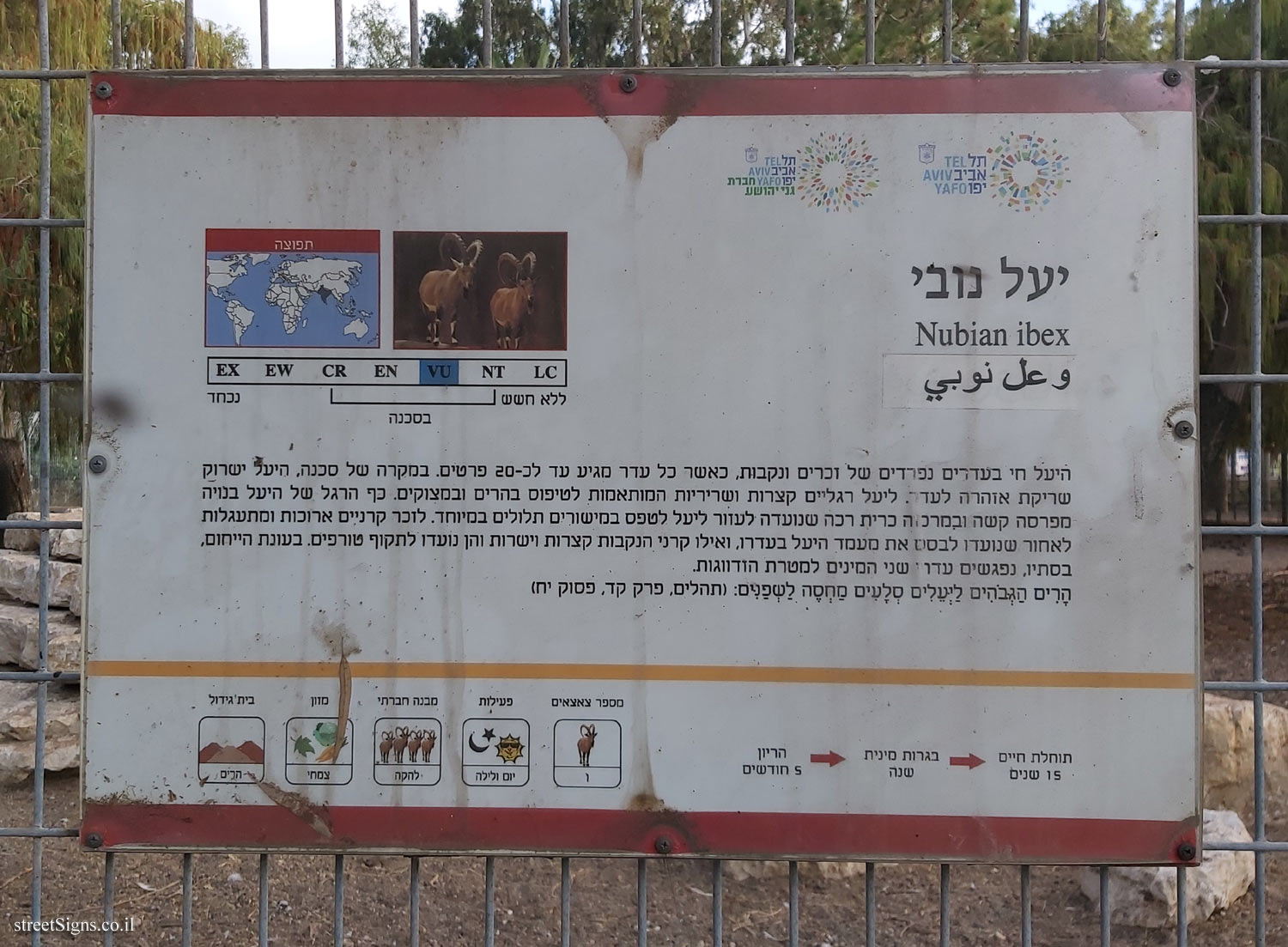 Tel Aviv - Hayarkon Park - Animal corner - Nubian ibex