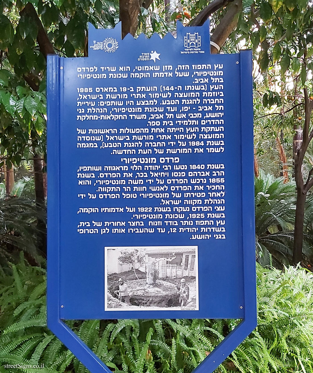 Tel Aviv - Heritage Sites in Israel - An orange tree from the Montefiore Orchard