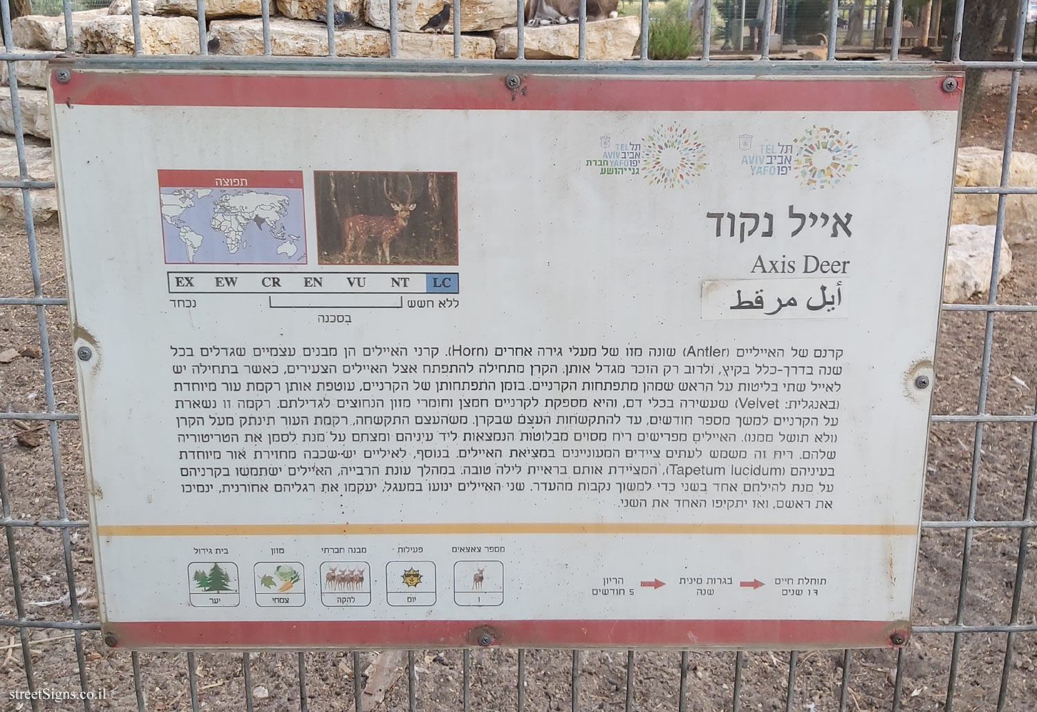 Tel Aviv - Hayarkon Park - Animal corner - Axis Deer