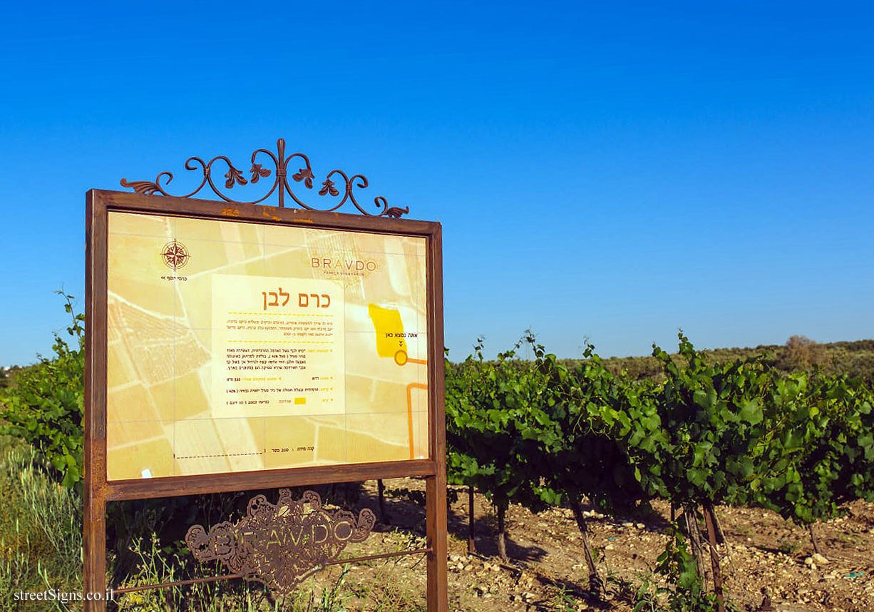 Bravdo Winery - White vineyard