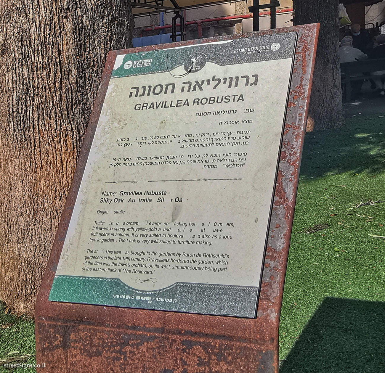 Rishon LeTsiyon - The Village Park - Gravillea Robusta