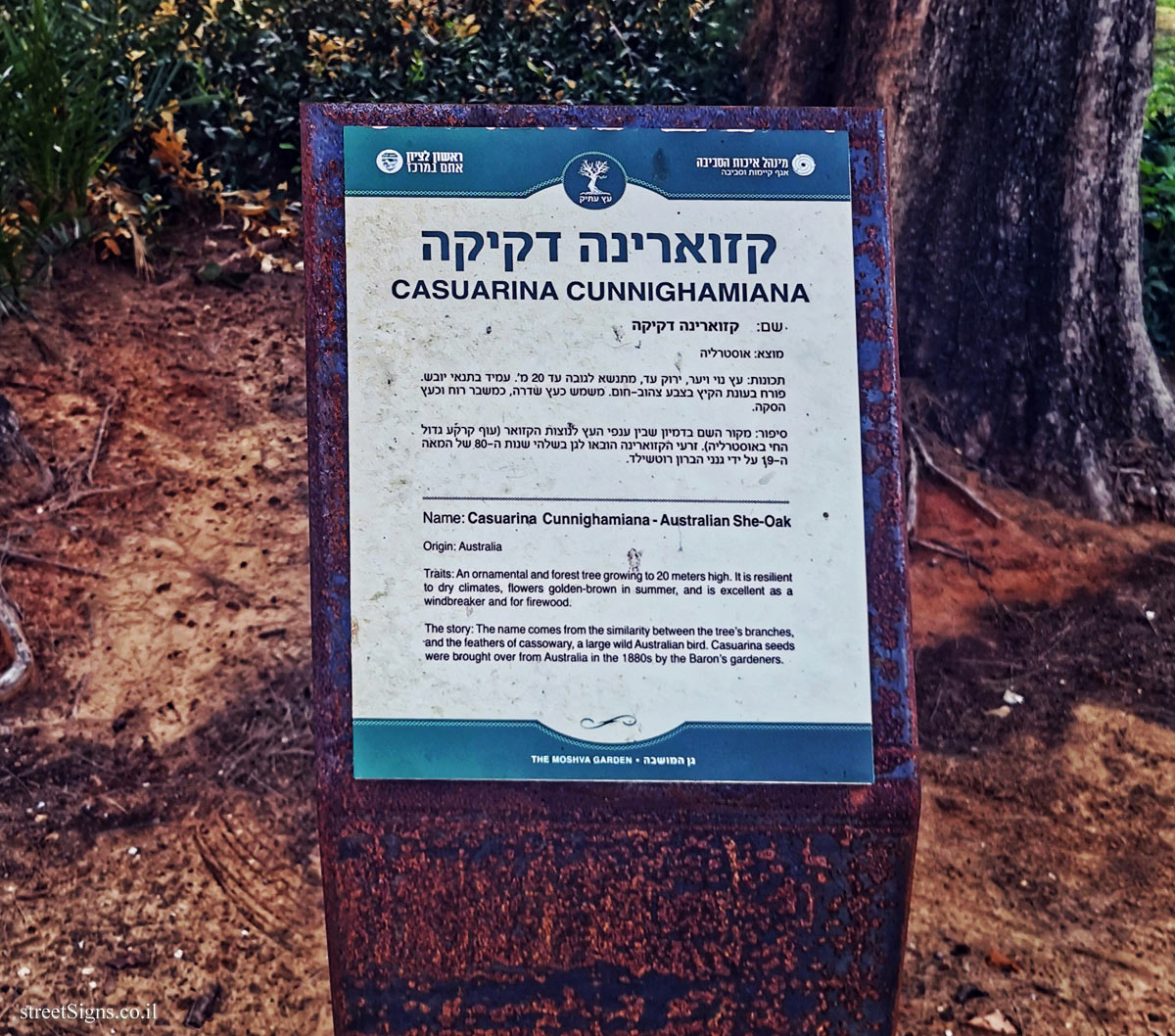 Rishon LeTsiyon - The Village Park - Casuarina Cunninghamiana