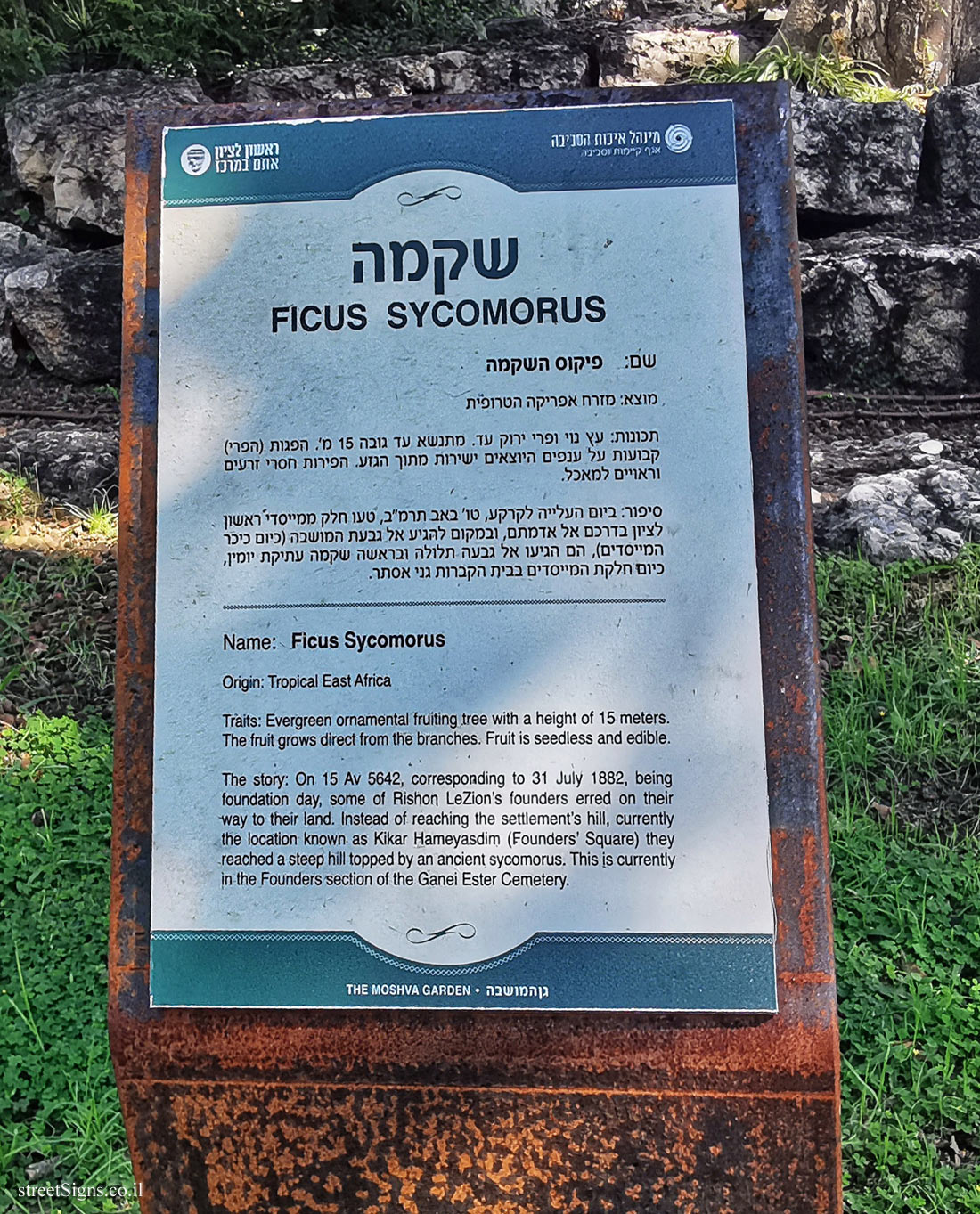 Rishon LeTsiyon - The Village Park - Ficus Sycomorus